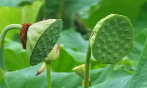 菖蒲功效和作用-权威菖蒲作用和功能平台,分享专业菖蒲功效和作用知识_菖莆的药用网
